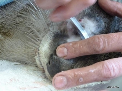 Otter dies after long battle to survive